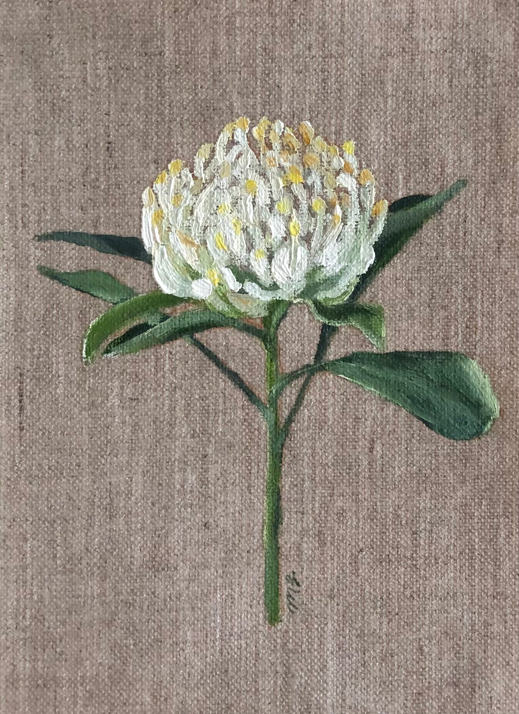 Waratah