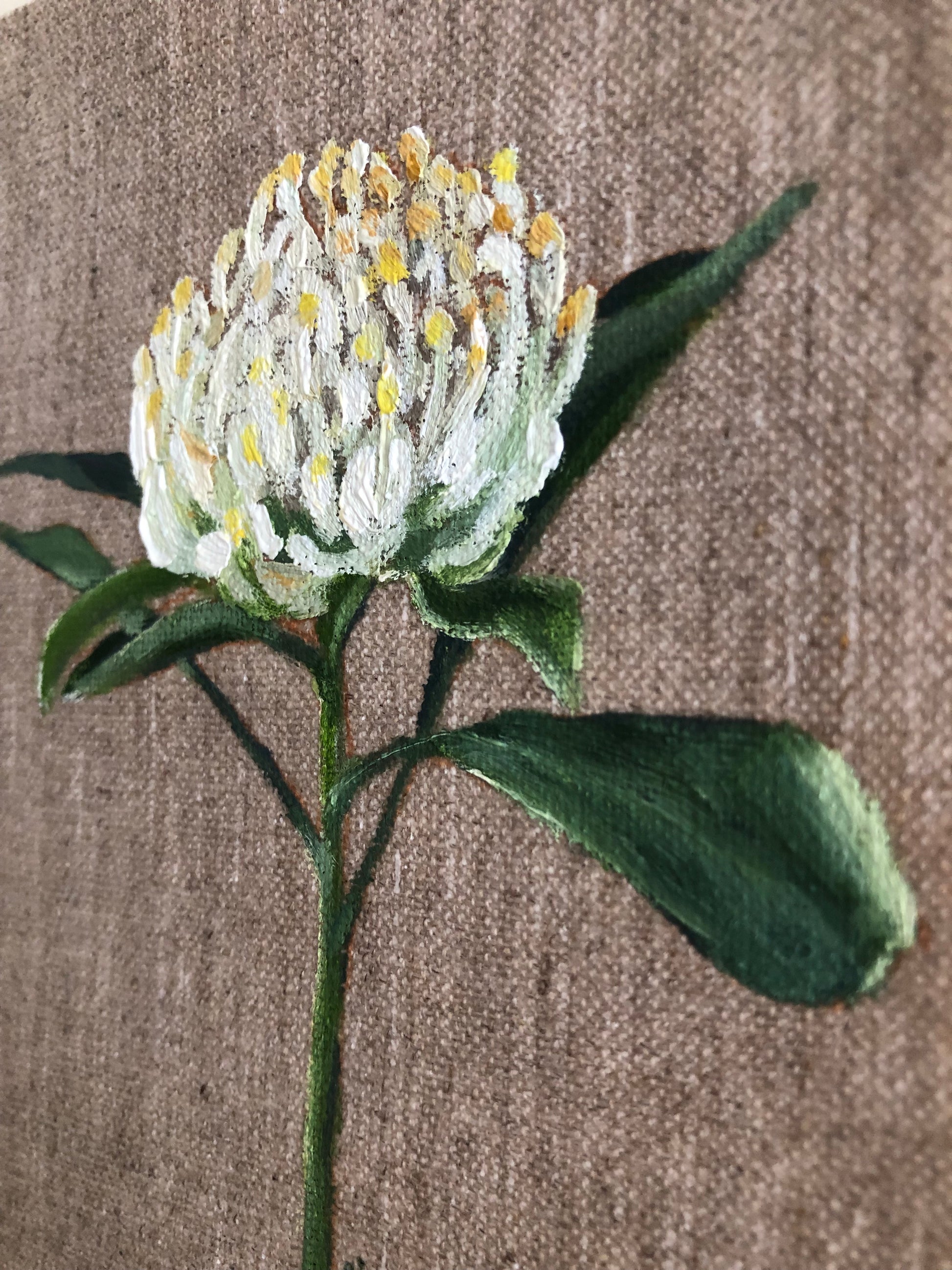 Waratah