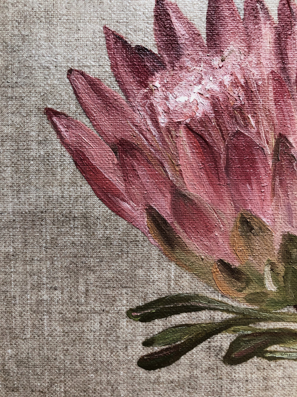 Sugarbush Protea