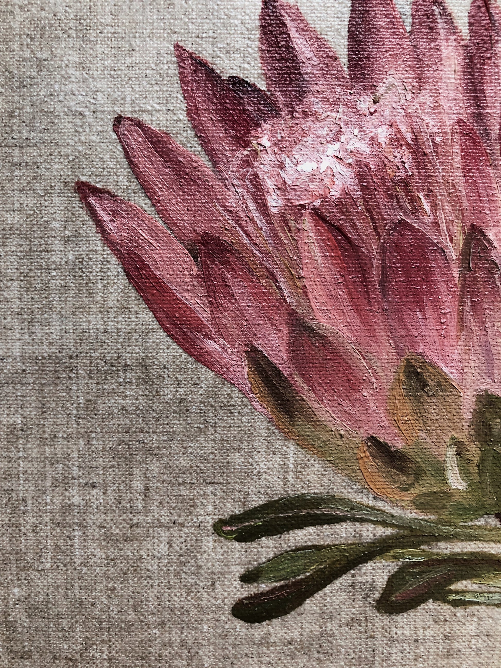 Sugarbush Protea