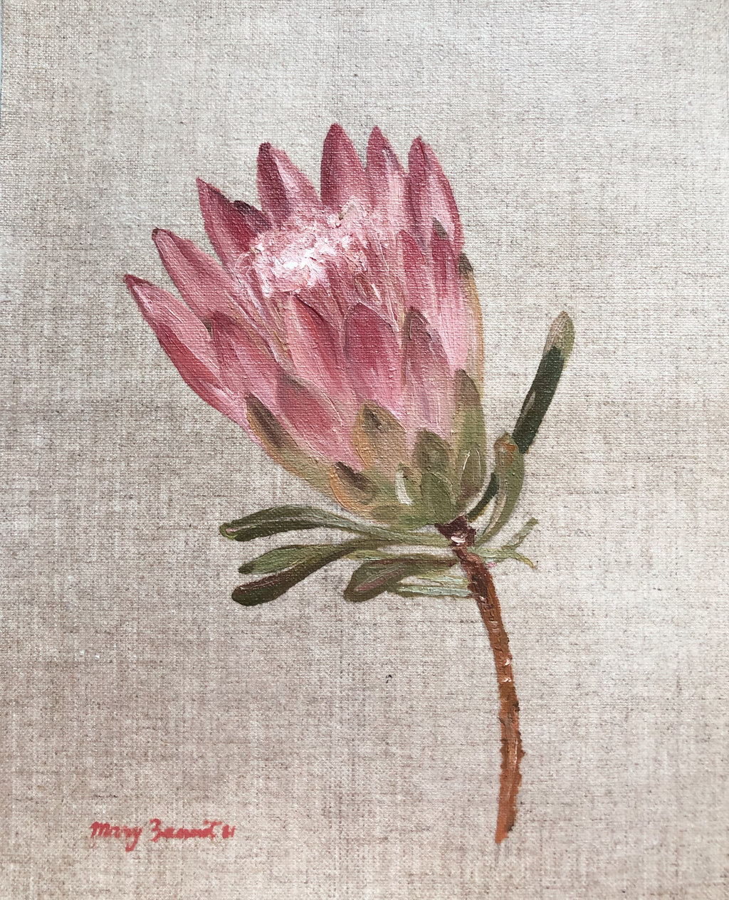 Sugarbush Protea