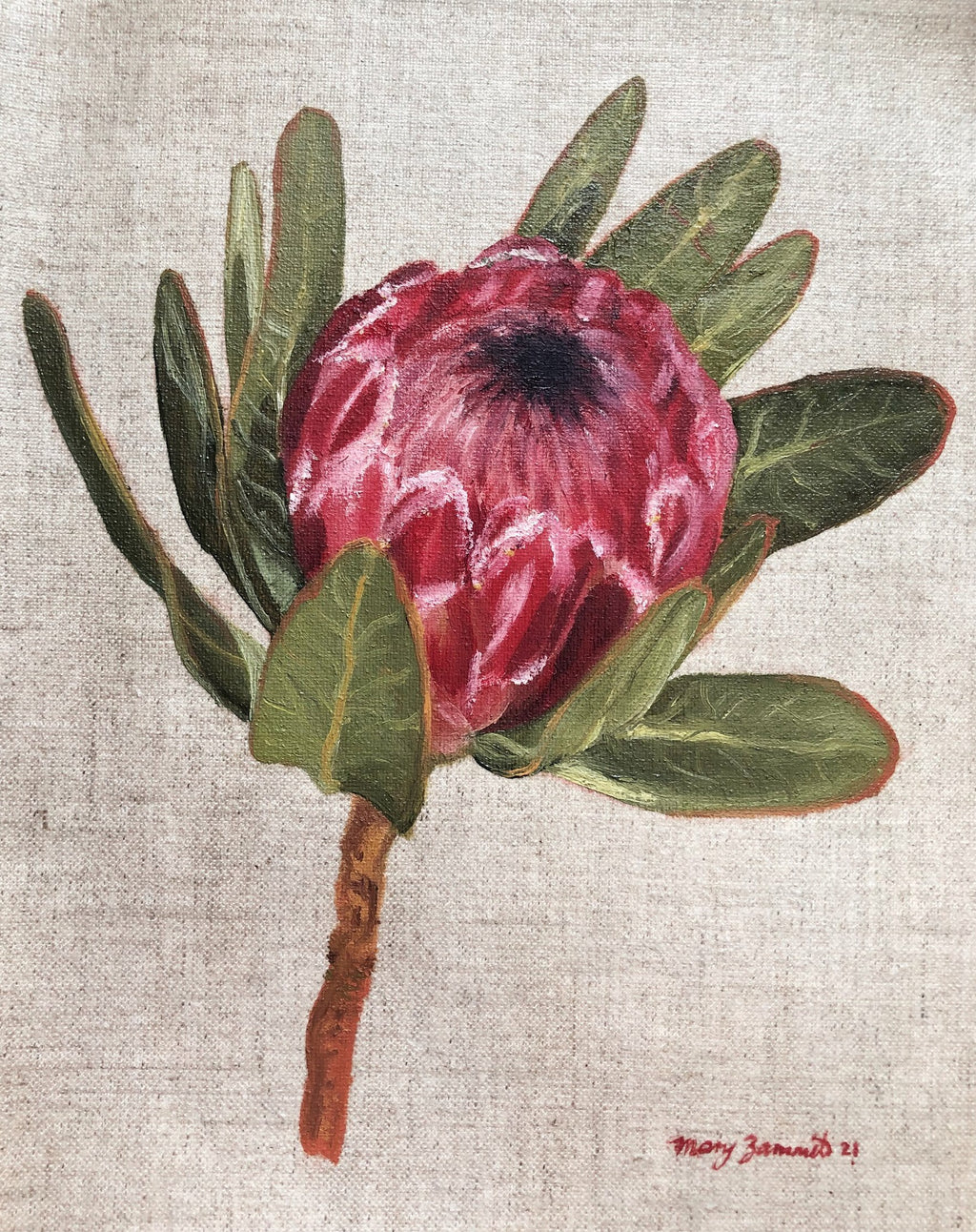 Pink Ice Protea