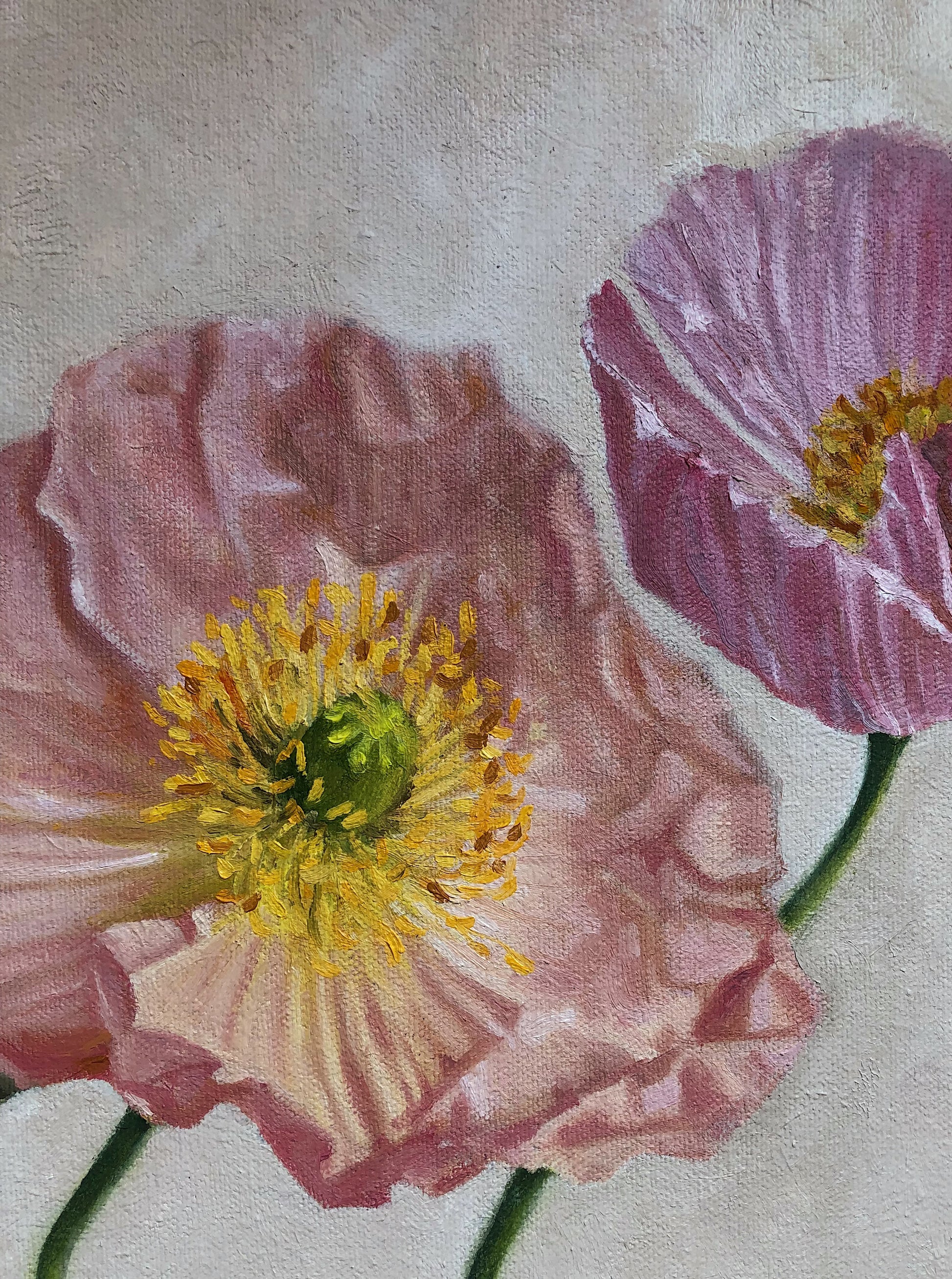 Poppies